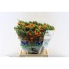 Ornithogalum Sunshine Orange