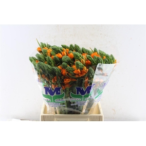 Ornithogalum Sunshine Orange