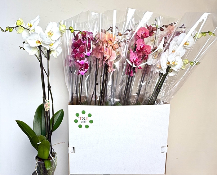 <h4>PHAL GEM 7 KL</h4>