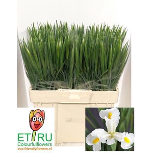 IRIS WHITE MAGIC