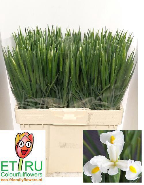 <h4>IRIS WHITE MAGIC</h4>