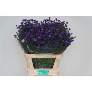 Aster Cecilia