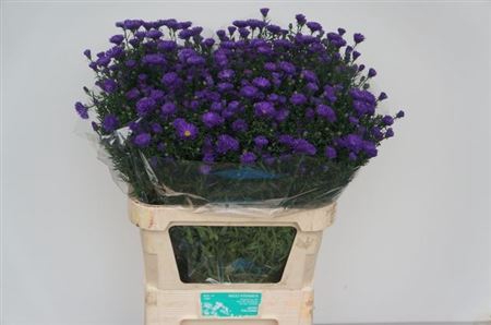 <h4>Aster Cecilia</h4>