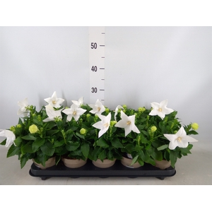 Platycodon grand. 'Astra White'
