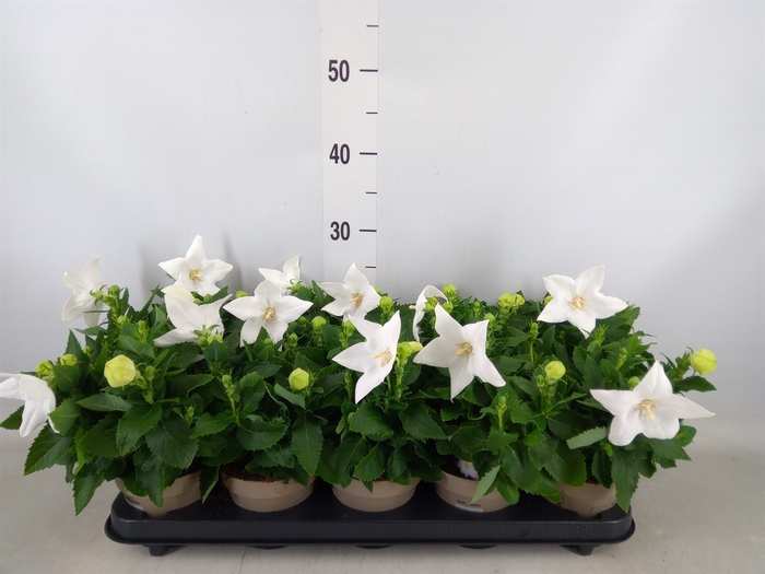 <h4>Platycodon grand. 'Astra White'</h4>