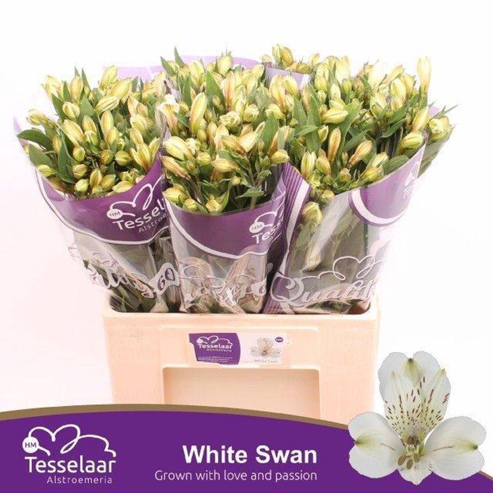 <h4>Alstr White Swan</h4>