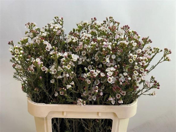 <h4>Chame Moonl Delight</h4>