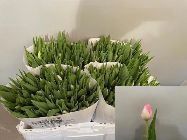 <h4>TU EN FIRST CLASS</h4>