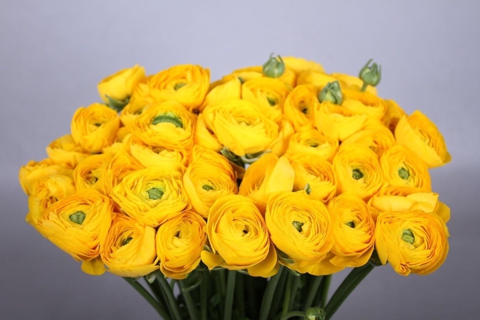 Ranunculus Clooney Omega Extra