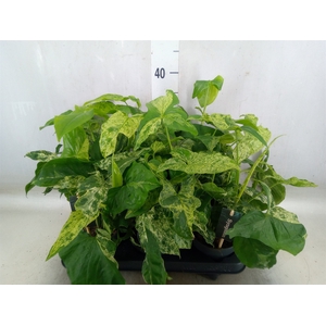 Syngonium podop. 'Mottled'