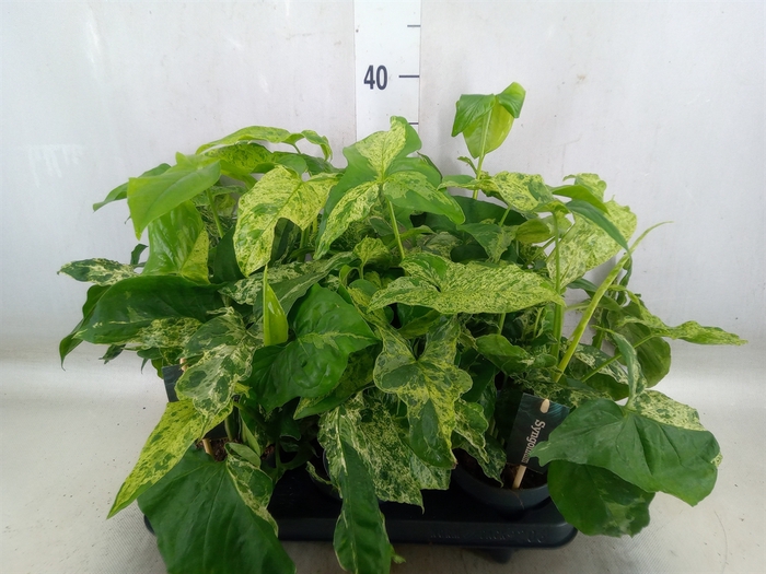 <h4>Syngonium podop. 'Mottled'</h4>