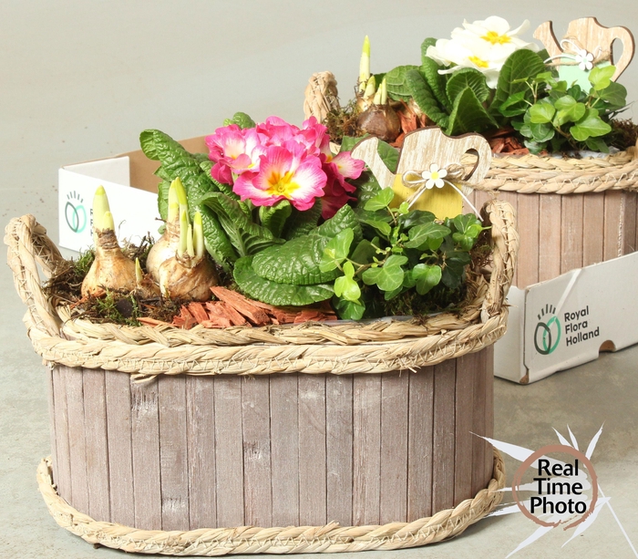 <h4>ARR TUINPLANTEN</h4>