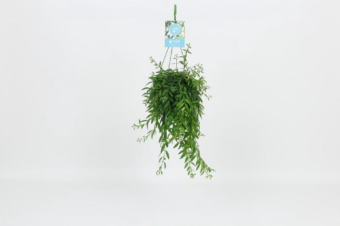 <h4>Aeschynanthus Overig Bolero Bicolor</h4>