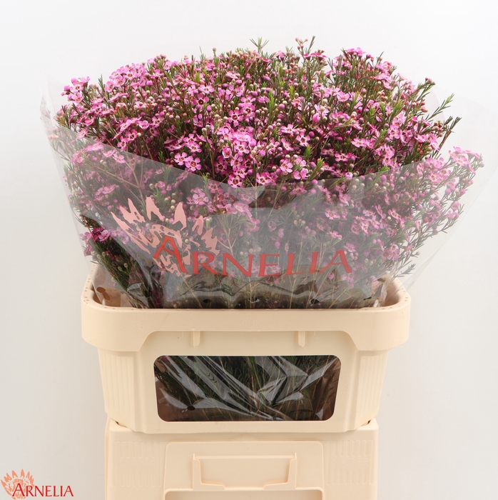 <h4>Chamelaucium Purple Pride</h4>