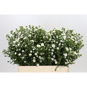 Aster Paquita