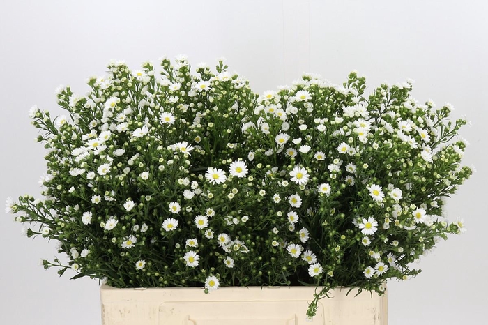 <h4>Aster Paquita</h4>