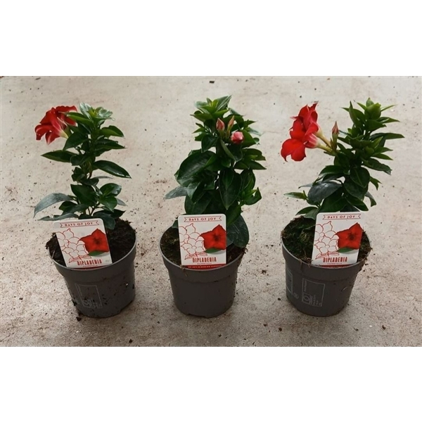 <h4>Dipladenia 'Rio' Dark Red</h4>