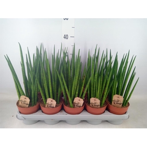 Sansevieria bacularis