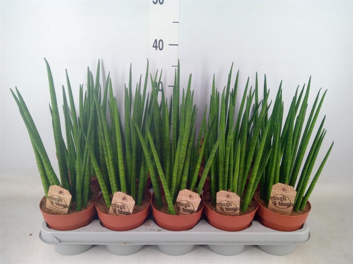 <h4>Sansevieria bacularis</h4>
