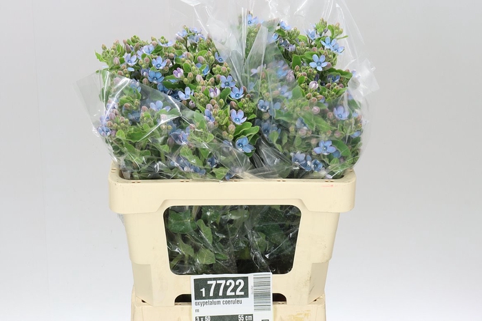 <h4>Oxypetalum Coeruleum</h4>