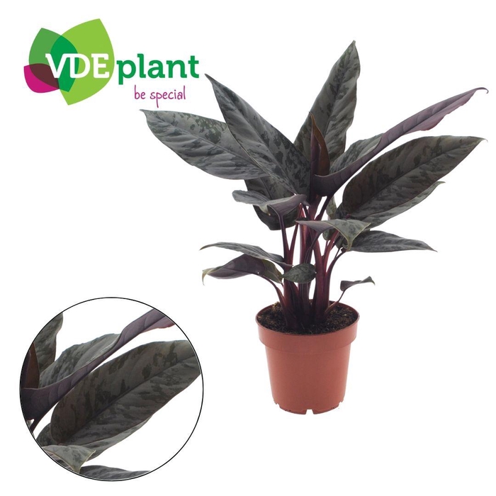 <h4>Apoballis Acuminatissima 'Red Sword' 12cm</h4>