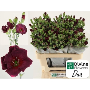 Di Tr Solomio Dua Divine