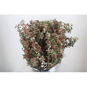 Cotoniaster Berry Extra P Bunch