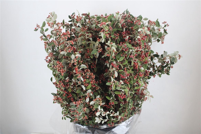 <h4>Cotoniaster Berry Extra P Bunch</h4>