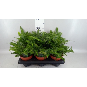 Nephrolepis   ...