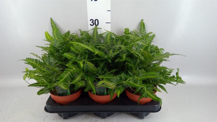 <h4>Nephrolepis   ...</h4>