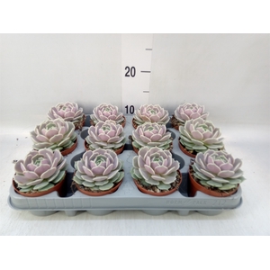 Echeveria   ...