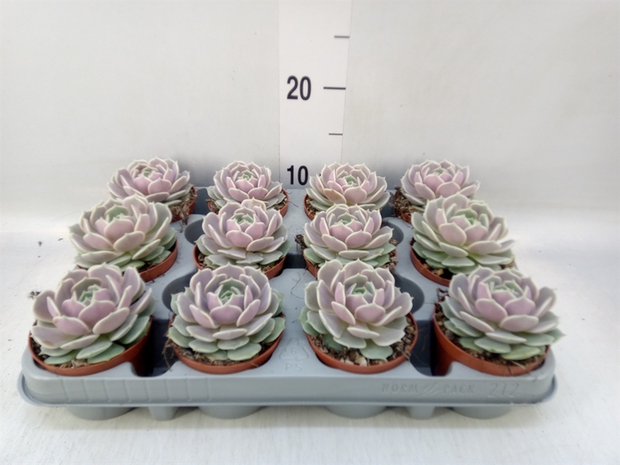 <h4>Echeveria   ...</h4>