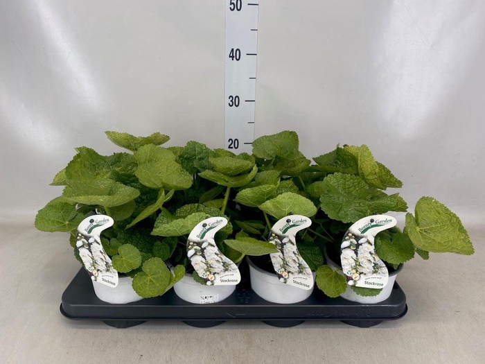 <h4>Alcea rosea</h4>