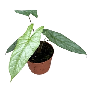 Alocasia