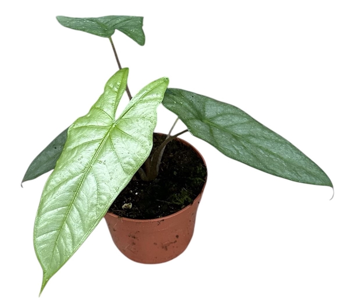 <h4>Alocasia</h4>