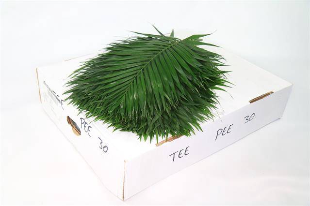 <h4>Leaf chico teepee</h4>