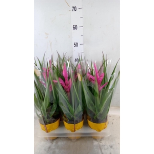 Tillandsia 'Antonio'