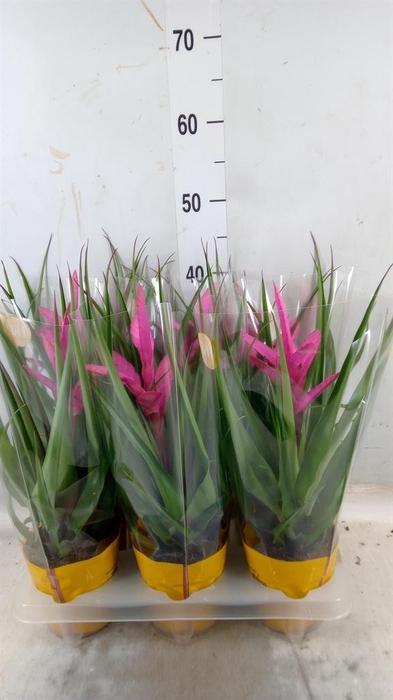 <h4>Tillandsia 'Antonio'</h4>