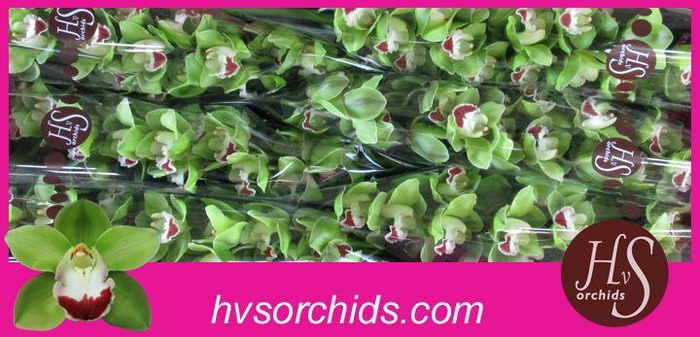 <h4>CYMB T TOP SPOT 80 CM</h4>