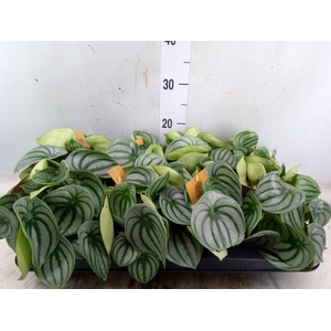 Peperomia argyreia