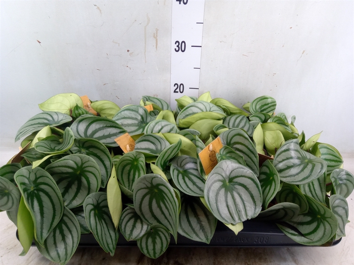 <h4>Peperomia argyreia</h4>