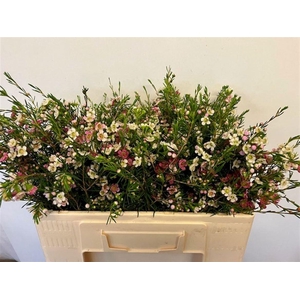 CHAME UN MY SWEET 16