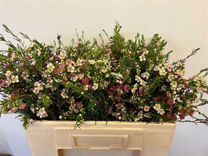 <h4>CHAME UN MY SWEET 16</h4>