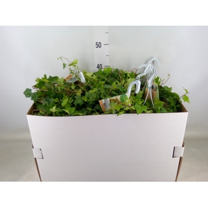 Hedera helix 'Pittsburgh'