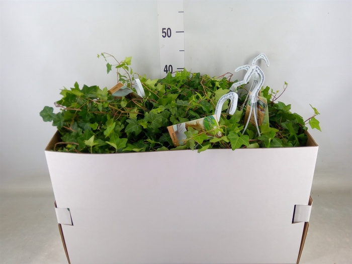 <h4>Hedera helix 'Pittsburgh'</h4>