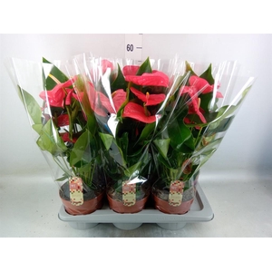 Anthurium andr. 'California'