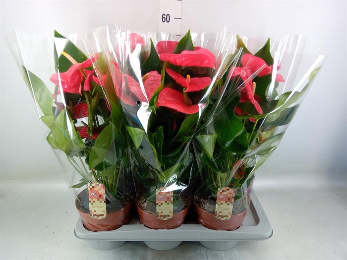 <h4>Anthurium andr. 'California'</h4>