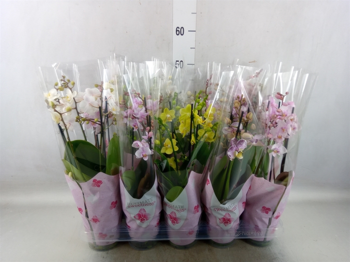 <h4>Phalaenopsis multi.   ...mix  4</h4>