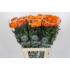 Tagetes Marigold Promise Light Orange