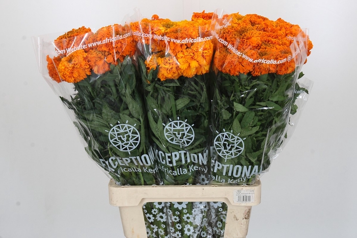 Tagetes Marigold Promise Light Orange